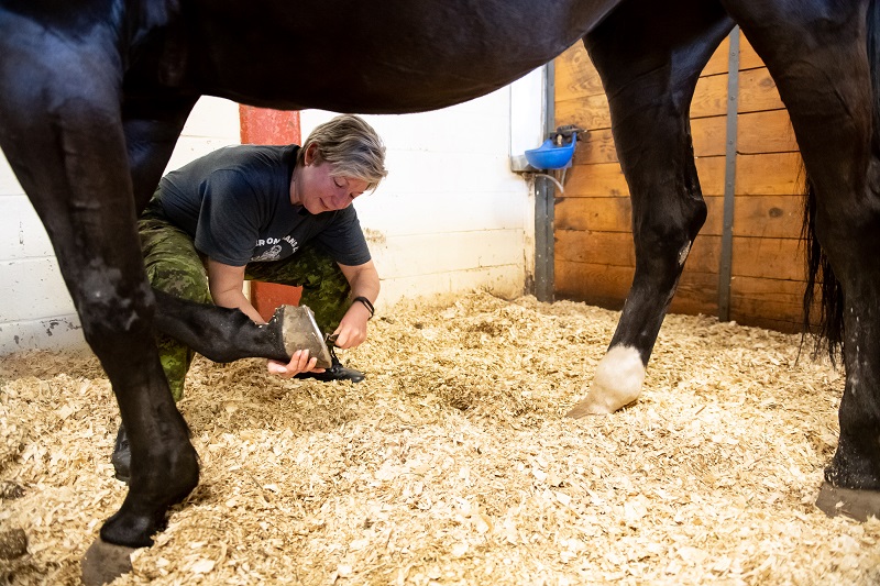 Soldier On program for injured soldiers and veterans, horse program for trauma survivors