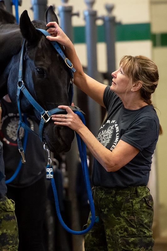 Soldier On program for injured soldiers and veterans, horse program for trauma survivors