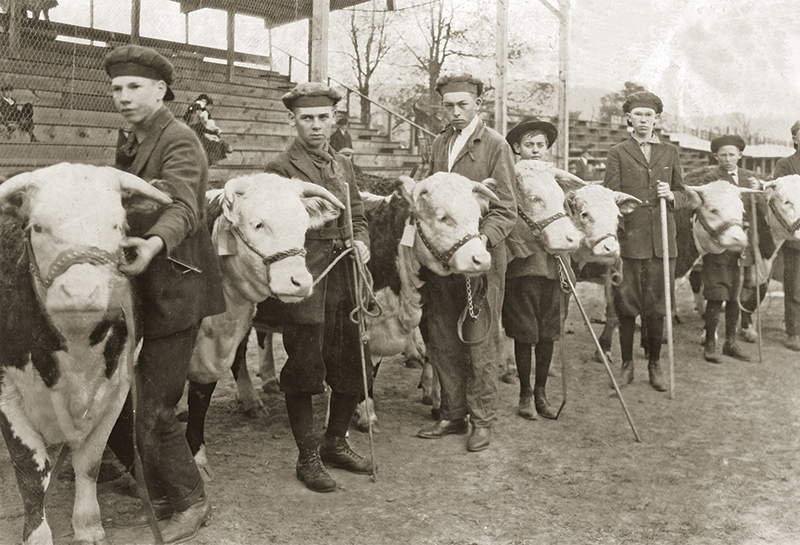 what is 4-h? how do I sign my child up for 4-h? 4-h riding lessons, horses in 4-h, shelagh niblock, what is a 4h project?