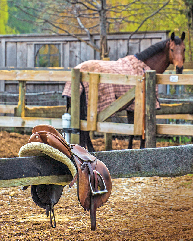 Southlands Riding Club in Vancouver BC, Southlands Riding Club president Whitney Santos, not-for-profit horse riding clubs in BC