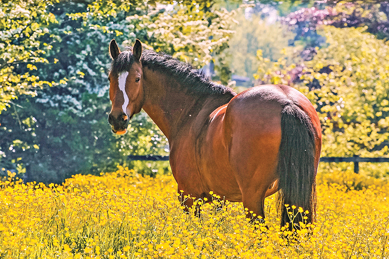 Southlands Riding Club in Vancouver BC, Southlands Riding Club president Whitney Santos, not-for-profit horse riding clubs in BC