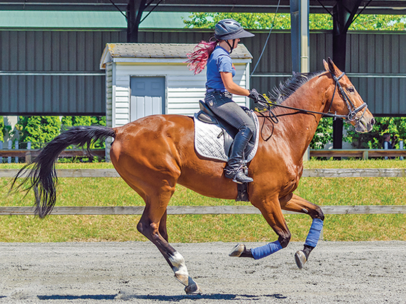 Southlands Riding Club in Vancouver BC, Southlands Riding Club president Whitney Santos, not-for-profit horse riding clubs in BC