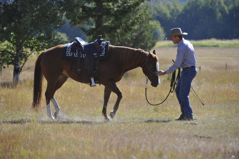 Jonathan Field pushy horse, how do i control my horse, how do i stop bad horse behaviour, horse to behave, hold and wait horse, horse yield
