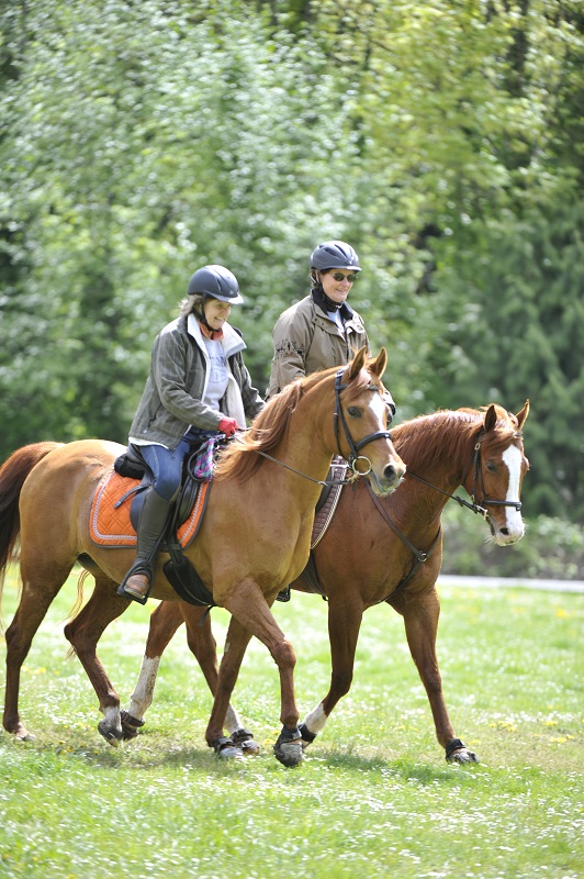 horse spring checkup, equine spring checkup, checking horse blanketing, checking horse skin, check for horse parasites, check horse's teeth, Evaluate horse Feeding Program, check horse vaccinations