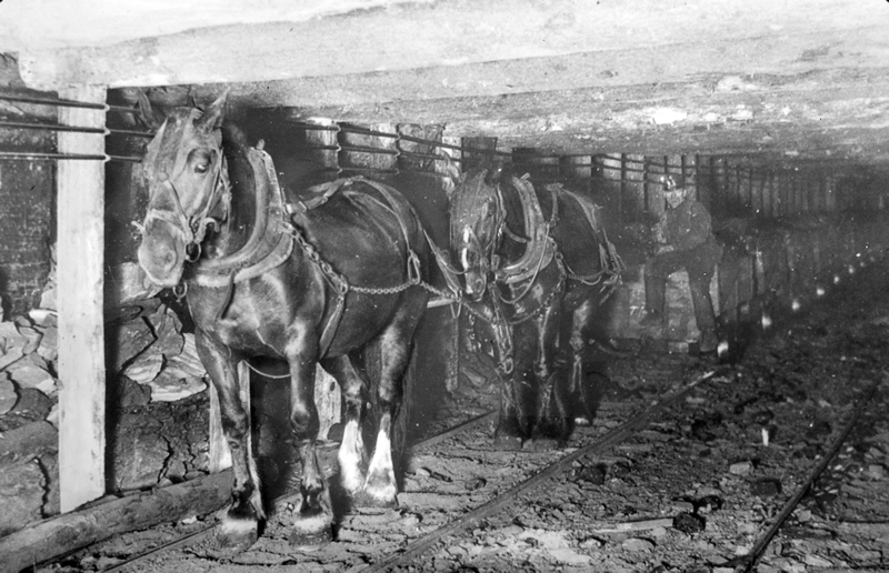 history of horses in canada, canadian horse history, Sir Donald Smith, Edward Mallandaine, canadian equine history