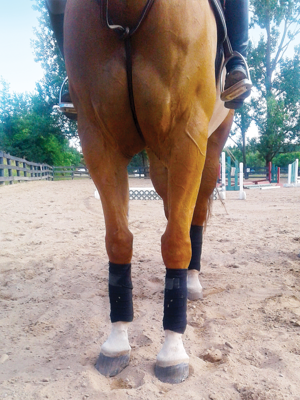 canter lead, correct canter lead, horse picks up wrong lead, lindsay grice horse trainer, my horse doesn't canter right, exercises to improve canter