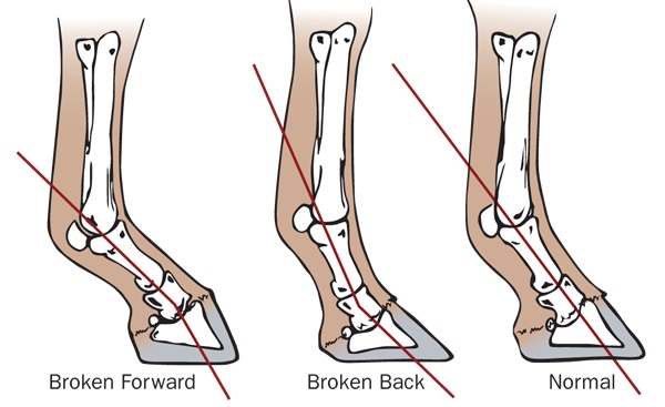 horse feet, horse legs, horse foot balance, horse lameness, balanced horse foot horse feet, horse legs, horse foot balance, horse lameness, balanced horse foot