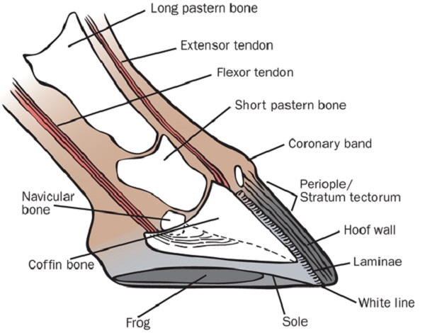 horse feet, horse legs, horse foot balance, horse lameness, balanced horse foot horse feet, horse legs, horse foot balance, horse lameness, balanced horse foot