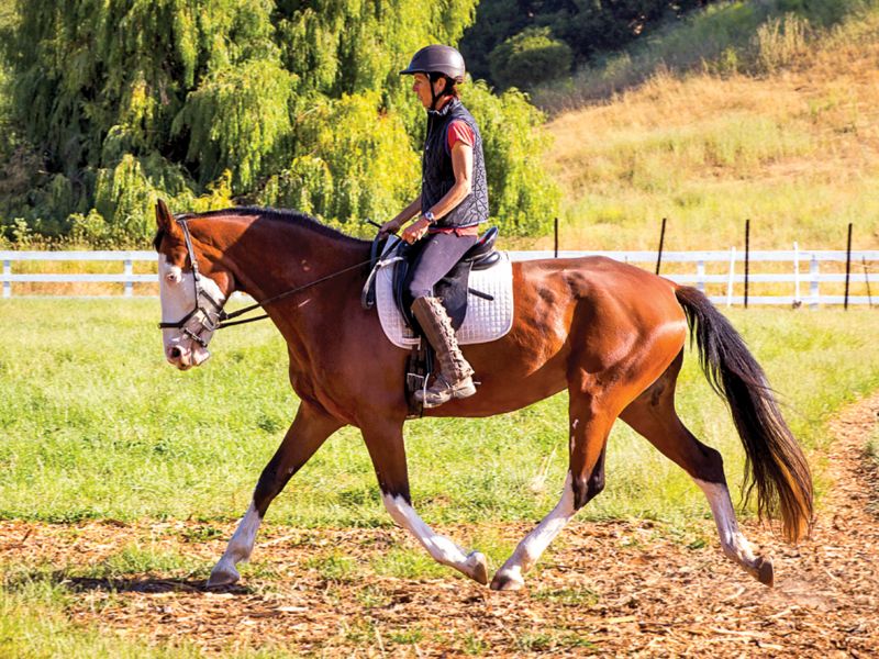 jec a ballou dressage, exercise programs for horses, best way to exercise horse, how to have an effective horse ride