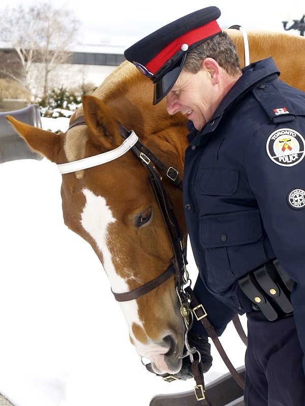 police horse brigadier, canadian horse, constable bradfield brigadier, police horse death