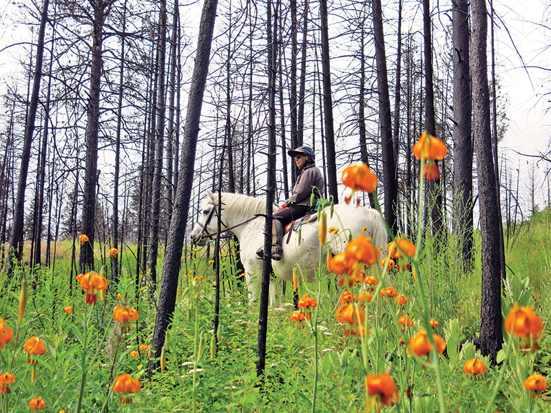 horse camping tips, some ways to improve horse camping, go camping with your horse