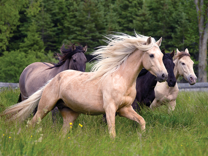 how to photograph horses, horse photography in motion, action photography horses, equine action photography, photography at horse events, photo of horse using phone, take best horse photos, how to take a conformation photo of horse, make horse look good in photo, shawn hamilton