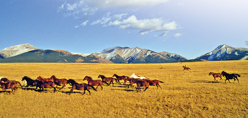 trail riding canada, horseback riding canada, ya ha tinda working horse ranch, camping with hores canada