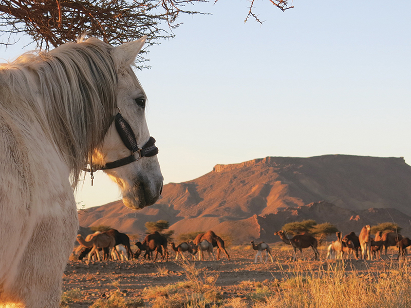 vacationing with horses, holidaying with horses, horse riding abroad, local horse riding, horse riding adventure, morocco sahara horses, tania millen