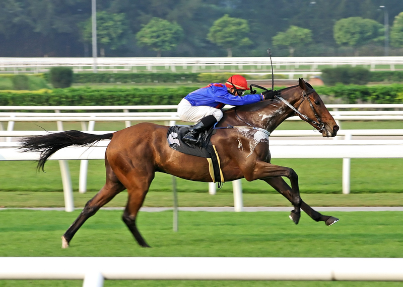 Retraining Thoroughbreds, new careers Thoroughbreds, Barbara Sheridan Equine Guelph, Garry Westergaard, Priscilla Clark Tranquility Farm, thoroughbred career change, Jocelyn Inglehart, Wendy Muir, Jane Avril 