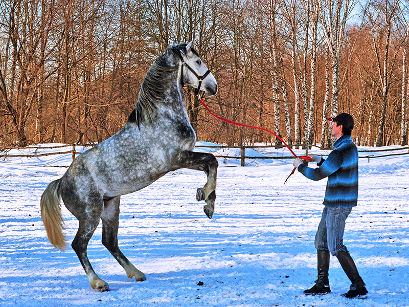 horse welfare, equitation science, code of practice for care and handling of equines, five freedoms of animal welfare, equine guelph