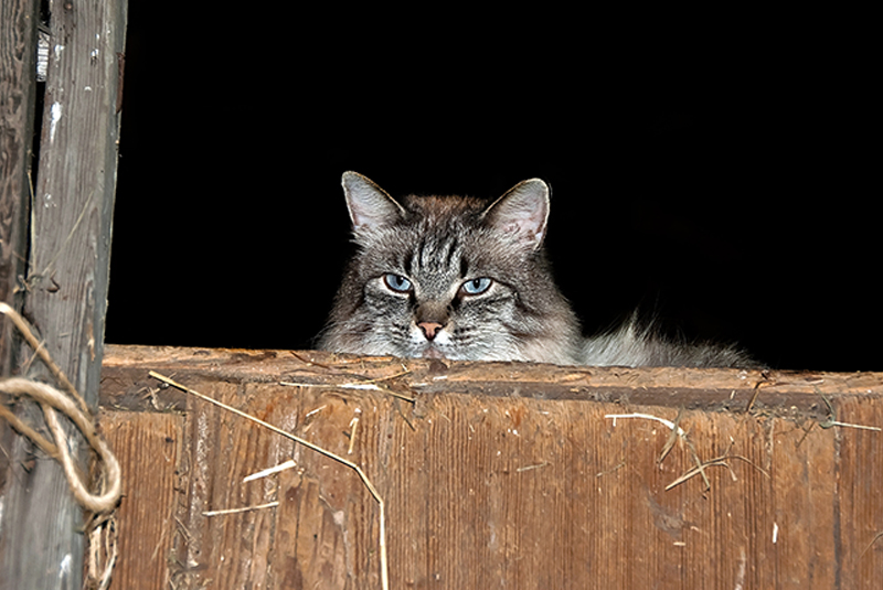 rat horse barn mice, first aid kit stable, tack room horse property, manure management horses