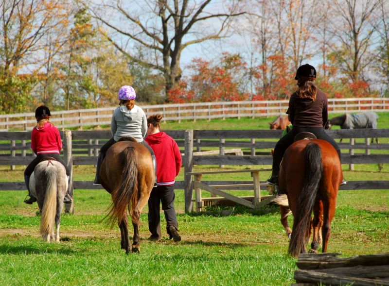 Liability Horse accidents, Karen L. Weslowski, equine litigation, horse owner liability, BC Livestock Act, British Columbia equine litigation, personal liability insurance coverage horse owner