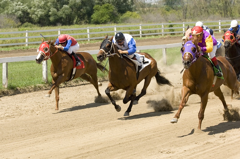 American Quarter Horse, CQHA, AQHC, Canadian Quarter Horse, characteristics quarter horse