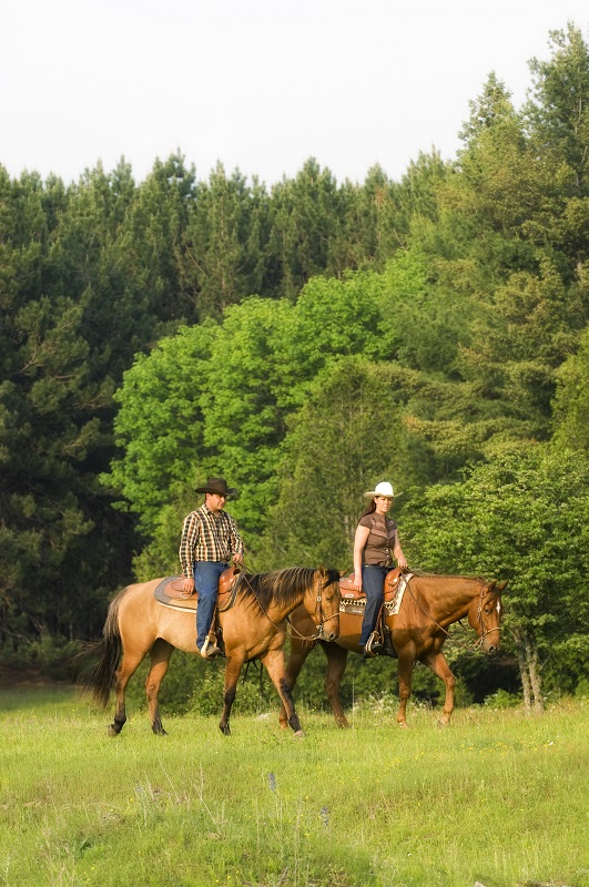 American Quarter Horse, CQHA, AQHC, Canadian Quarter Horse, characteristics quarter horse