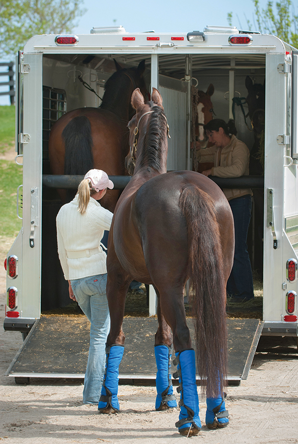 choosing a commercial transporter, how to transport a horse, commercial horse transporters canada, kevan garecki, transport for a special needs horse