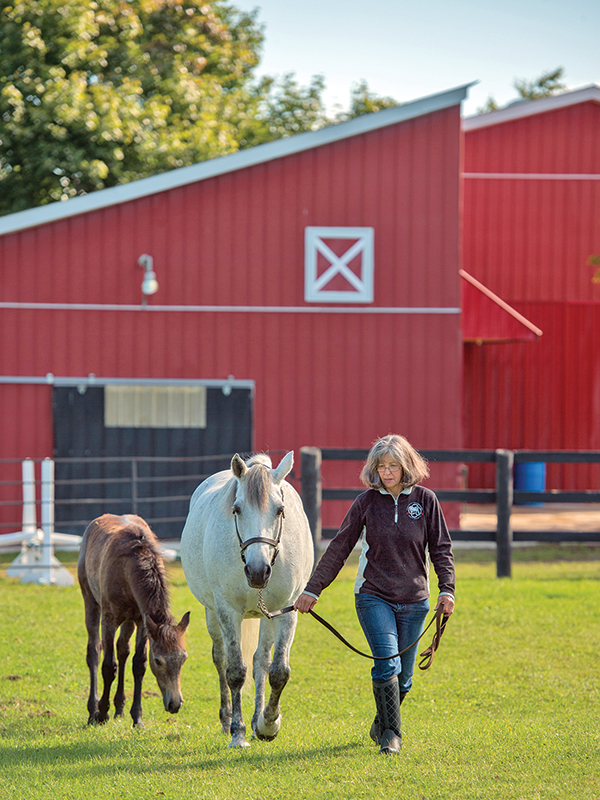 choosing a commercial transporter, how to transport a horse, commercial horse transporters canada, kevan garecki, transport for a special needs horse