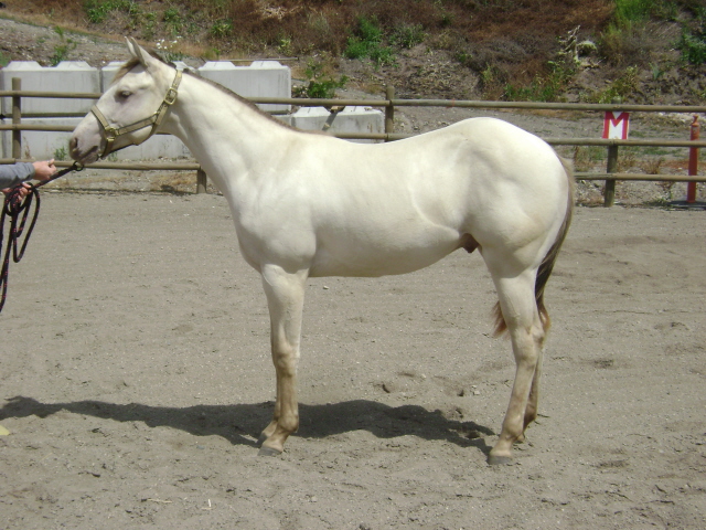 American Quarter Horse, CQHA, AQHC, Canadian Quarter Horse, characteristics quarter horse