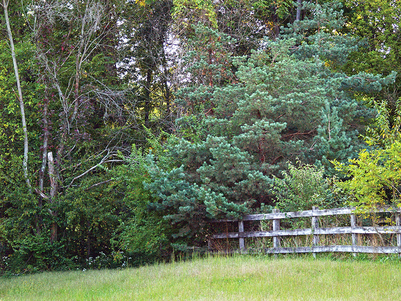 what is the safest type of horse fencing? What is most functional type of horse fencing? different types of horse fencing, vinyl horse fencing, electric horse fencing, polywire horse fencing, tape horse fencing