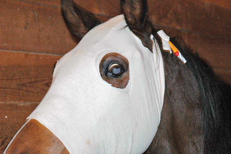 equine first aid, travelling with horses, safe trail riding, safe horse riding, safe equine first aid, horse's wounds, how to take a horse's heart rate, take horse temperature, check if a horse hydrated