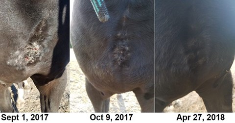 equi-winner 10-day patch treatment, signal health, equiwinner patch, equine electrolytes, equine sweet itch horse equi-winner 10-day patch treatment, signal health, equiwinner patch, equine electrolytes, equine sweet itch horse