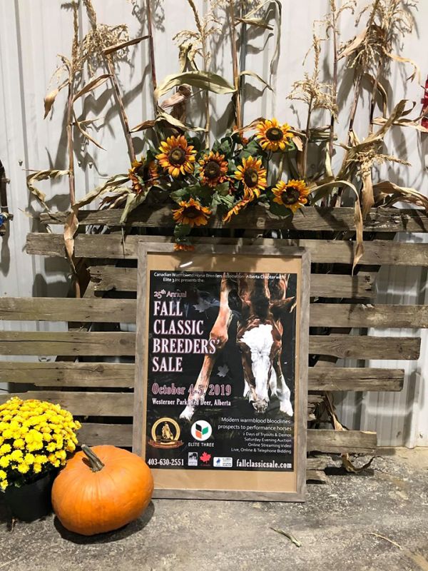 canadian warmblood fall classic sale, cwhba sale, red deer warmblood sale, 2019 warmblood sale, teresa van bryce