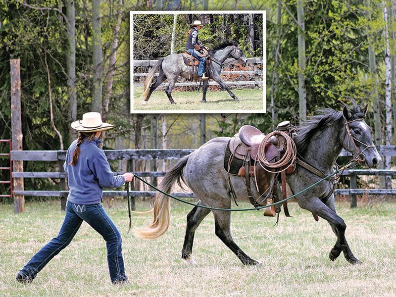 diquita cardinal cardinal ranch, denny emerson tamarack hill farm vermont, how to understand your horse, how to be a horse person, best horse trainers