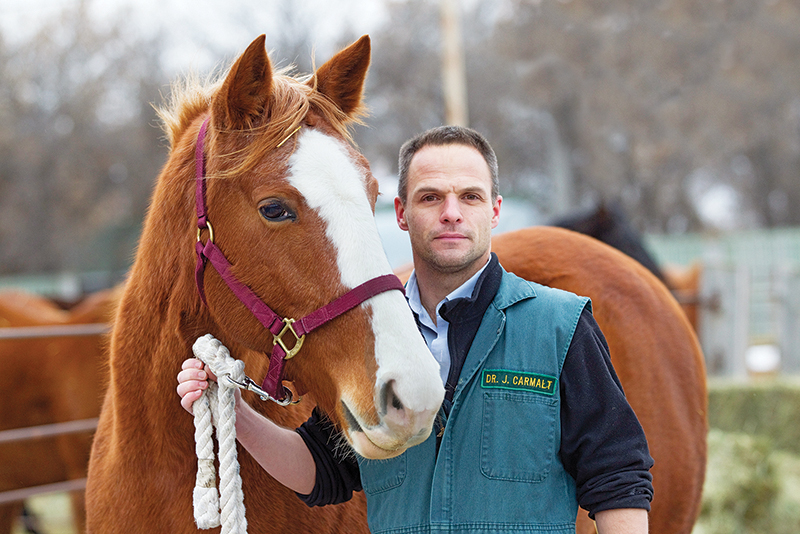 horse tossing head, horse resisting bit, does my horse have tmd? horse misbehaving, equine surgery for tmd, wcvm equine tmd research, margaret evans