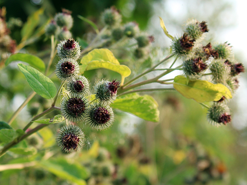 burr-producing plants, horse turnout areas with burrs, how to remove burrs from a horse's mane, burrs in horse's tail, first aid for burrs