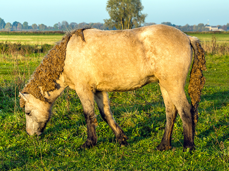 horse with burrs in mane and tail, how to remove burrs from a horse's mane, burrs in horse's tail, first aid for burrs