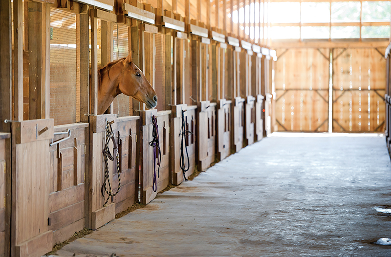 design Horse Stall layout, Eileen Wheeler, Ph.D., Professor of Agricultural Engineering, dimensions of horse stall, ventilating horse stall, equine respiratory, lights for horse stall, flooring for horse stall