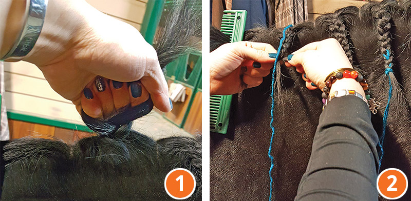how to braid horse for hunter, how to braid horse for jumper, how to braid horse for dressage