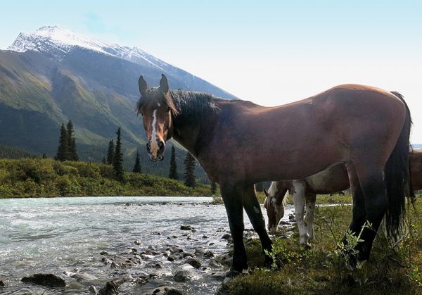 horse riding vacations in bc, holidays on horseback, muskwa-kechika horse rides, tania millen, wayne sawchuk
