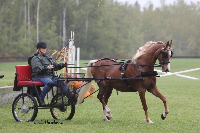 manitoba horse council Multi-Discipline Team Challenge, Manitoba Equestrian Championships, Birds Hill Park, sport manitoba respect in sport program horse equine canada
