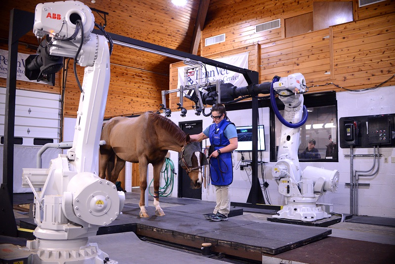 Steeplechaser senior Senator, Hunt Cup, Vicki Crawford, Penn Vet New Bolton Center, tomography system, equine science breakthrough