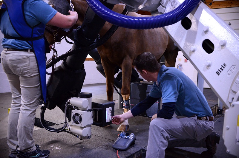 Steeplechaser senior Senator, Hunt Cup, Vicki Crawford, Penn Vet New Bolton Center, tomography system, equine science breakthrough