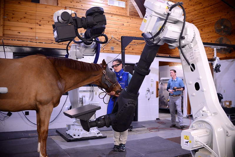 Steeplechaser senior Senator, Hunt Cup, Vicki Crawford, Penn Vet New Bolton Center, tomography system, equine science breakthrough