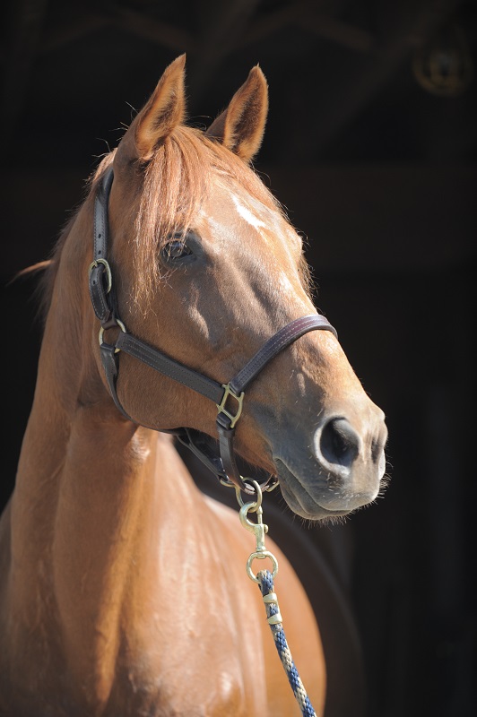 saying goodbye beloved horse, horse death, equine death