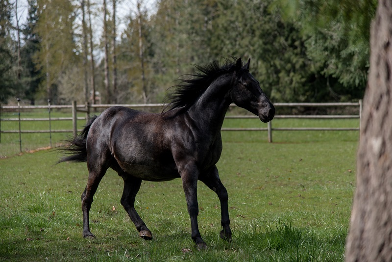 horse abuse, oregon horse abuse, equine neglect, animal legal defense fund, sound equine options non-profit