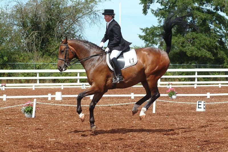 9 Point Saddle Fit, Jochen Schleese, proper horse saddle fitting, Withers Clearance, Gullet width, channel Width, horse saddle tree angle, equine saddle fitting