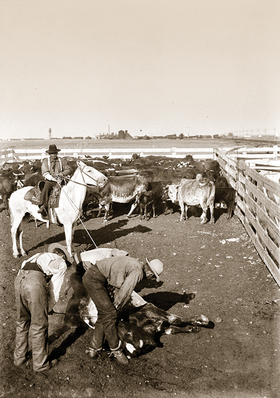 history of cowboys, cowboy qualities, modern-day cowboys, 21st Century Cowboy, cowboy history, cowboy traditions, cowboy clothing
