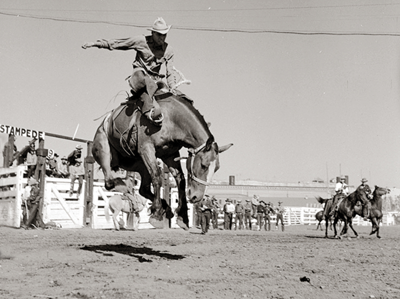 history of horses in canada, canadian horse history, Sir Donald Smith, Edward Mallandaine, canadian equine history