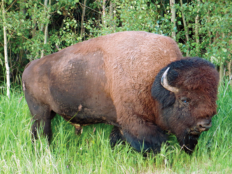 riding with bison in canada, bison in the canadian wilderness, horse riding with bison, Bison in Grasslands National Park