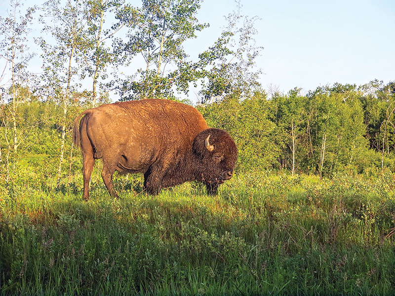 riding with bison in canada, bison in the canadian wilderness, horse riding with bison, Bison in Grasslands National Park