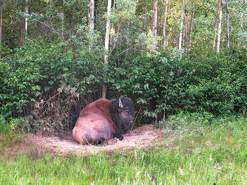 riding with bison in canada, bison in the canadian wilderness, horse riding with bison, Bison in Grasslands National Park